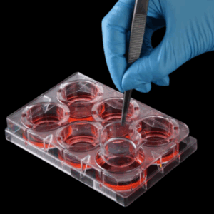 Insertos celulares SPLInsert™ con membranas microporosas para cultivos celulares y estudios de transporte.