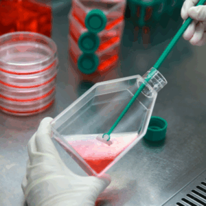 Raspadores de células SPL para cultivo celular estéril